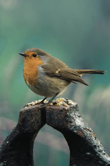 A robin bird sitting on a tree branch outside.